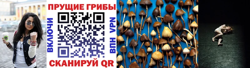 Купить закладки  Мезень  Псилоцибиновые грибы Psilocybine cubensis 